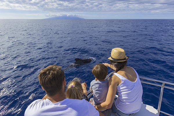 Catamarán White - Cetáceos en Tenerife