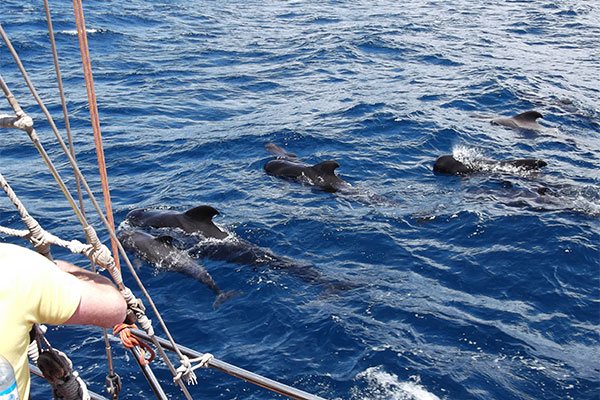Avistamiento ballenas y delfines - Tenerife Avistamiento ballenas y delfines