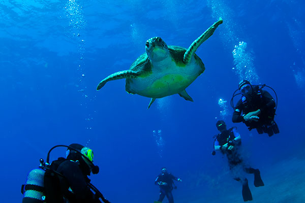 Bautizo de buceo - Tenerife