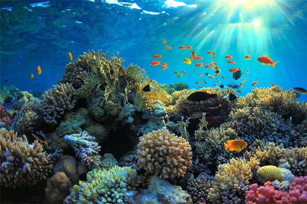 Bautizo de buceo en Tenerife Bautizo de buceo en Tenerife