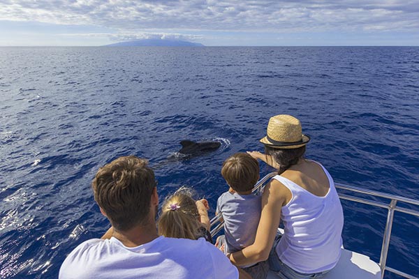 White Catamaran - Cetaceans in Tenerife White Catamaran - Cetaceans in Tenerife