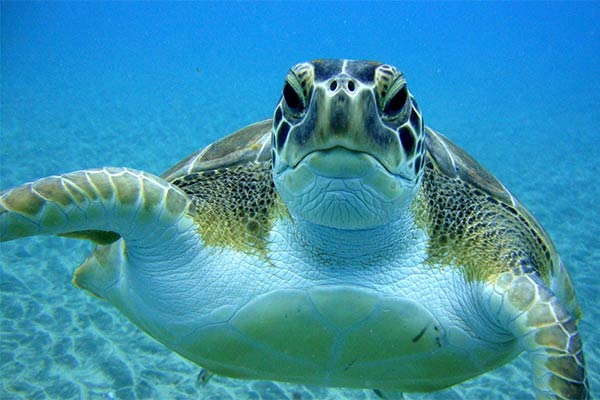 Tortuga boba - Tenerife Tortuga boba - Tenerife